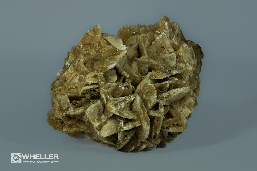 Sandrose 337St. Einzelbilder, 0,25:1, 1/400sek, F8,0, Iso640